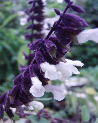 Salvia 'Meigan's Magic'