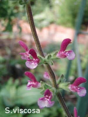 Salvia viscosa