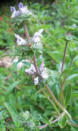 Salvia mellifera
