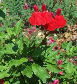 Salvia 'Red Beacon'