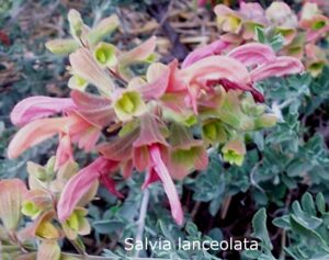Salvia lanceolata