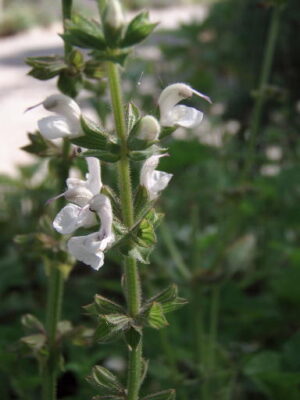 Salvia staminea