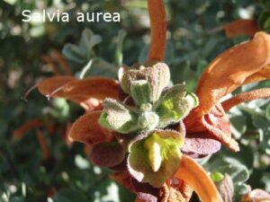 S. aurea:(Seed) A tough, hardy shrub from Sth Africa 1.5-2mH with terracotta coloured flowers.