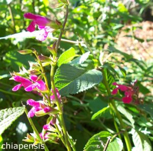 Salvia chiapensis