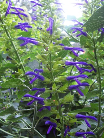 Salvia mexicana 'Limelight