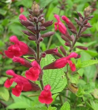 Salvia 'Ripe Raspberry'