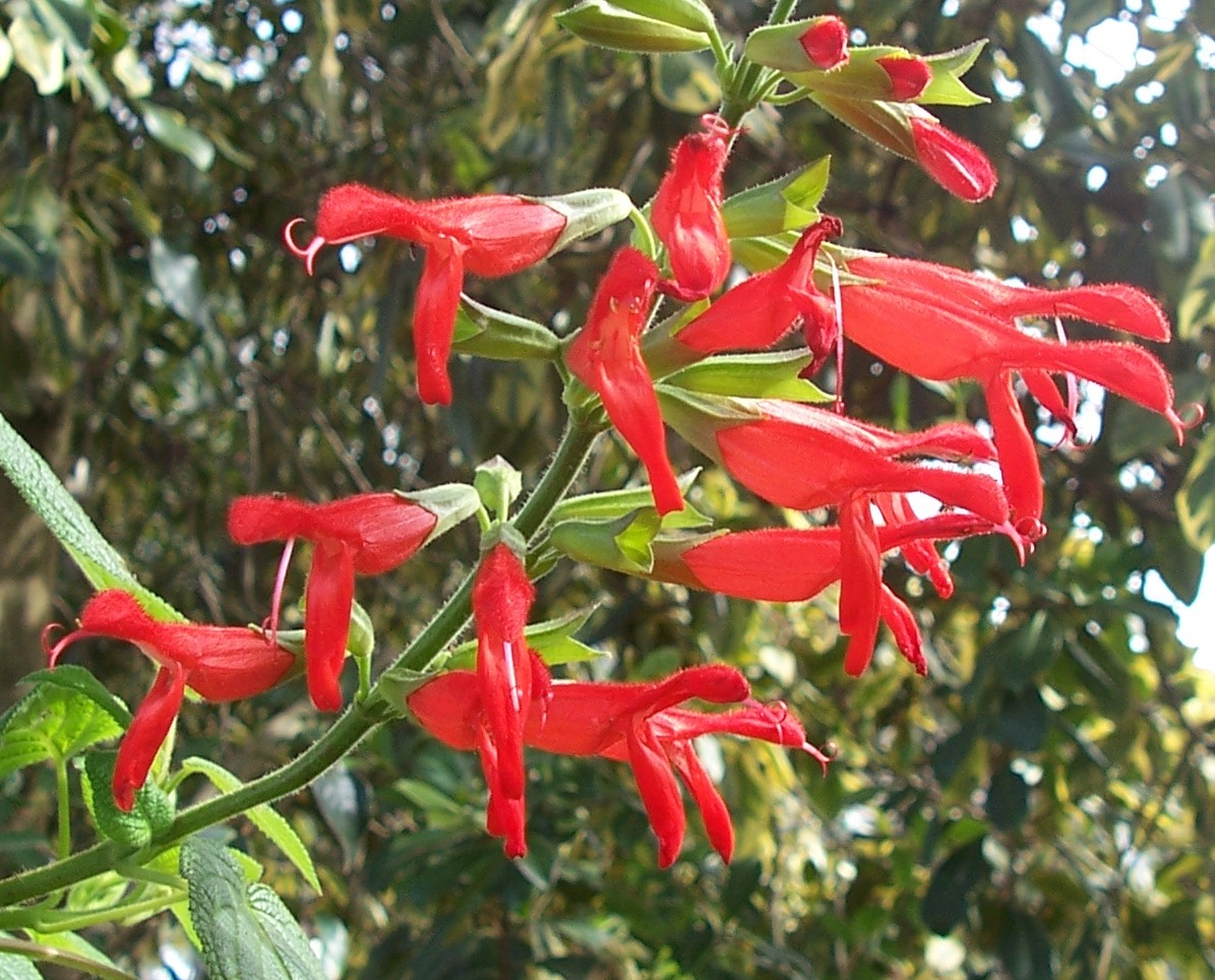 Salvia gesneriflora
