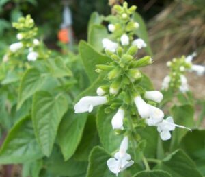 Salvia coccinea 'Alba'