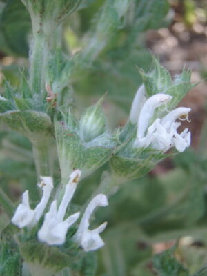 Salvia aethiopis