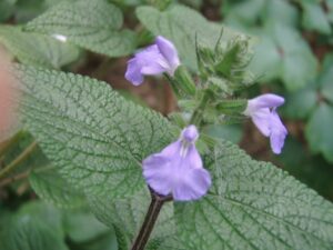 Salvia amarissima