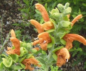 Salvia 'Green Ginger'