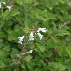 S. aurita var galpinii: (Seed) is an arching ground cover 30cmH with lovely lobed leaves and very small white flowers.