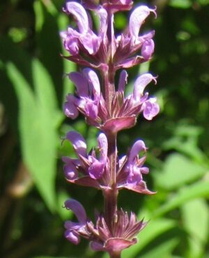 Salvia nemorosa 'Amethyst'