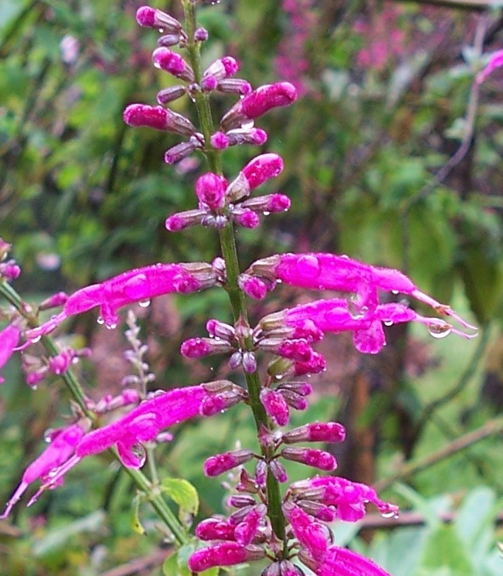 Salvia elegans 'Purple'