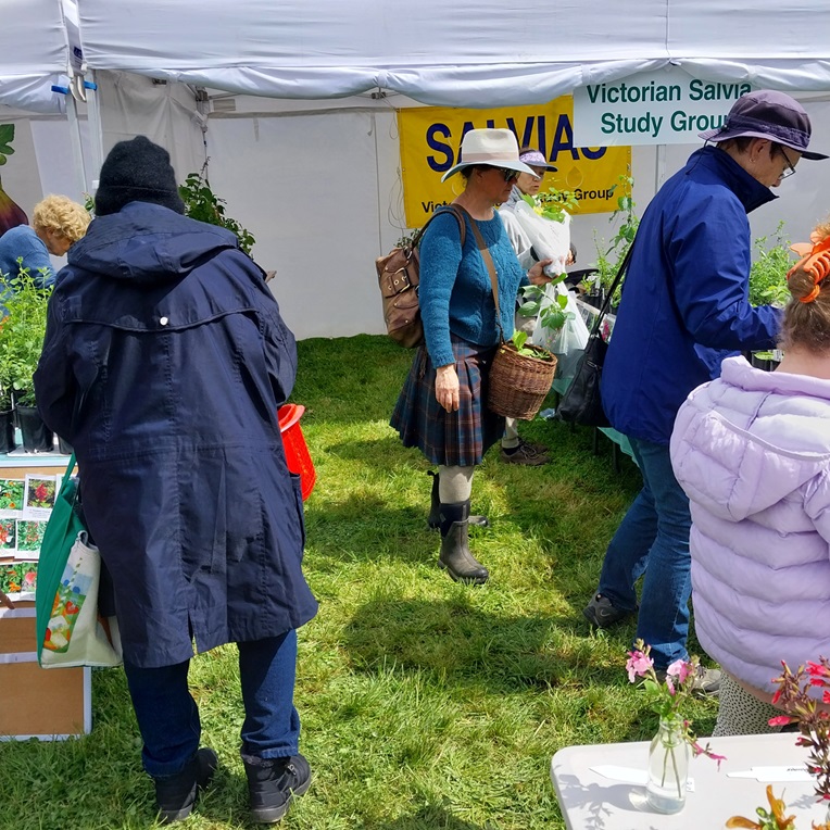 Salvia stand Bolobek