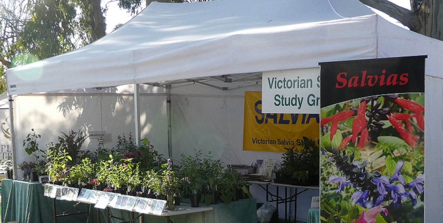 Salvia stand at Bolobek