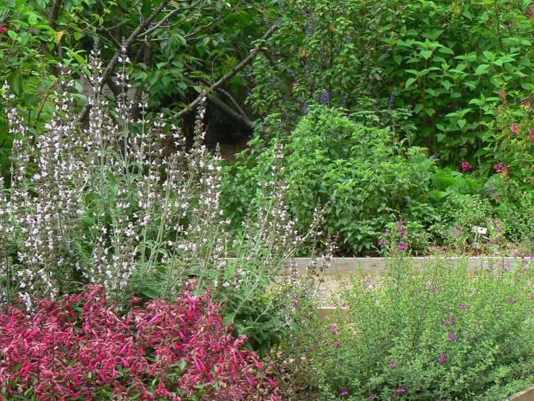 Nobelius Salvias in flower