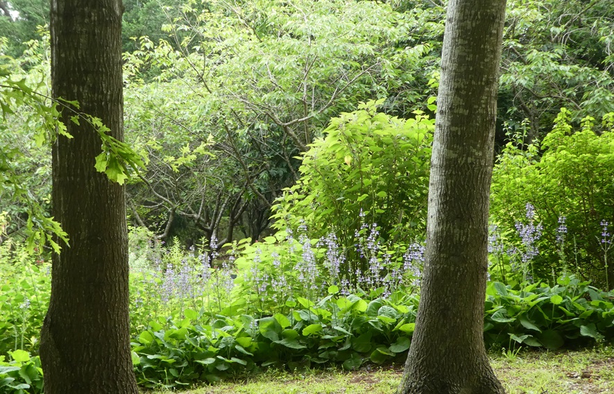 Salvia garden at Nobelius