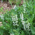 Salvia superba 'Snowhills'
