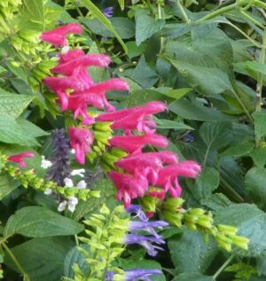 Salvia quitensis