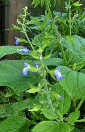Salvia personata
