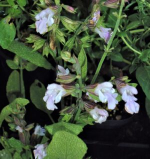 Salvia taraxicifolia