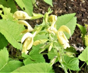 Salvia glutinosa