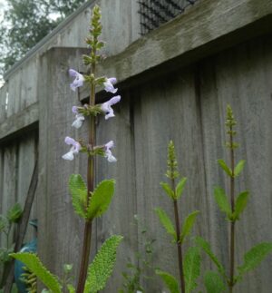 Salvia repens