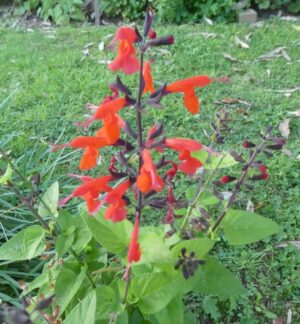 Salvia coccinea 'Forest Flame'