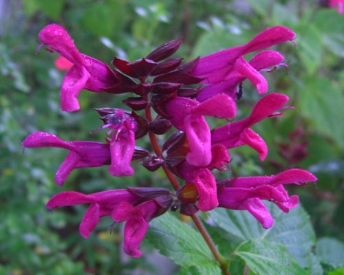 Salvia 'Rocking Fuchsia'